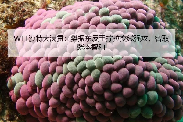 sha-te-da-man-guan-fan-zhen-dong-fan-shou-ning-la-bian-xian-qiang-gong-zhi-qu-zhang-ben-zhi-he-2-968.jpg
